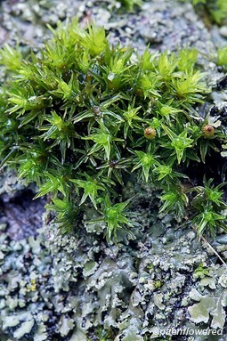 Plant form with wet leaves